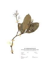 藏品(早禾樹(珊瑚樹))的圖片